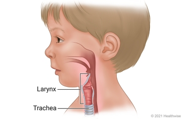 Larynx and trachea inside child's neck.