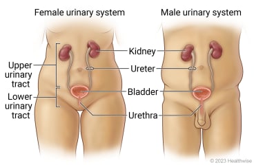 Female and male urinary systems, showing kidneys, ureters, bladder, and urethra.