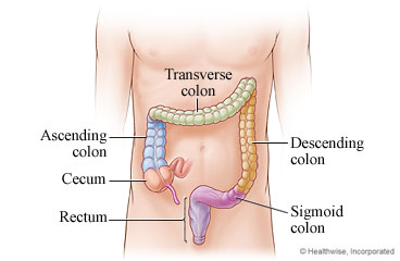Regions of the colon