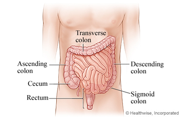 Rectum and parts of colon