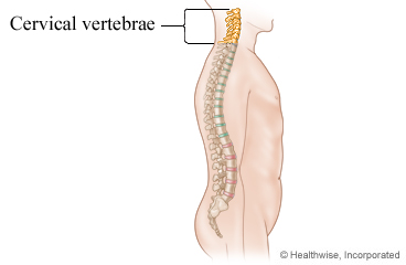 The spine and vertebrae of the neck
