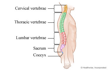 The sections of the spine