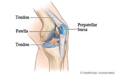 Picture of a healthy bursa and the tendons of the knee