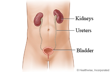 Kidneys, ureters, bladder