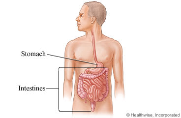 Digestive system in person's belly, showing intestines below stomach.