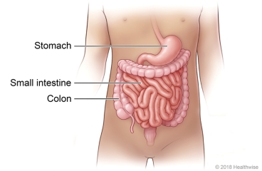 Location of the stomach, small intestine, and colon