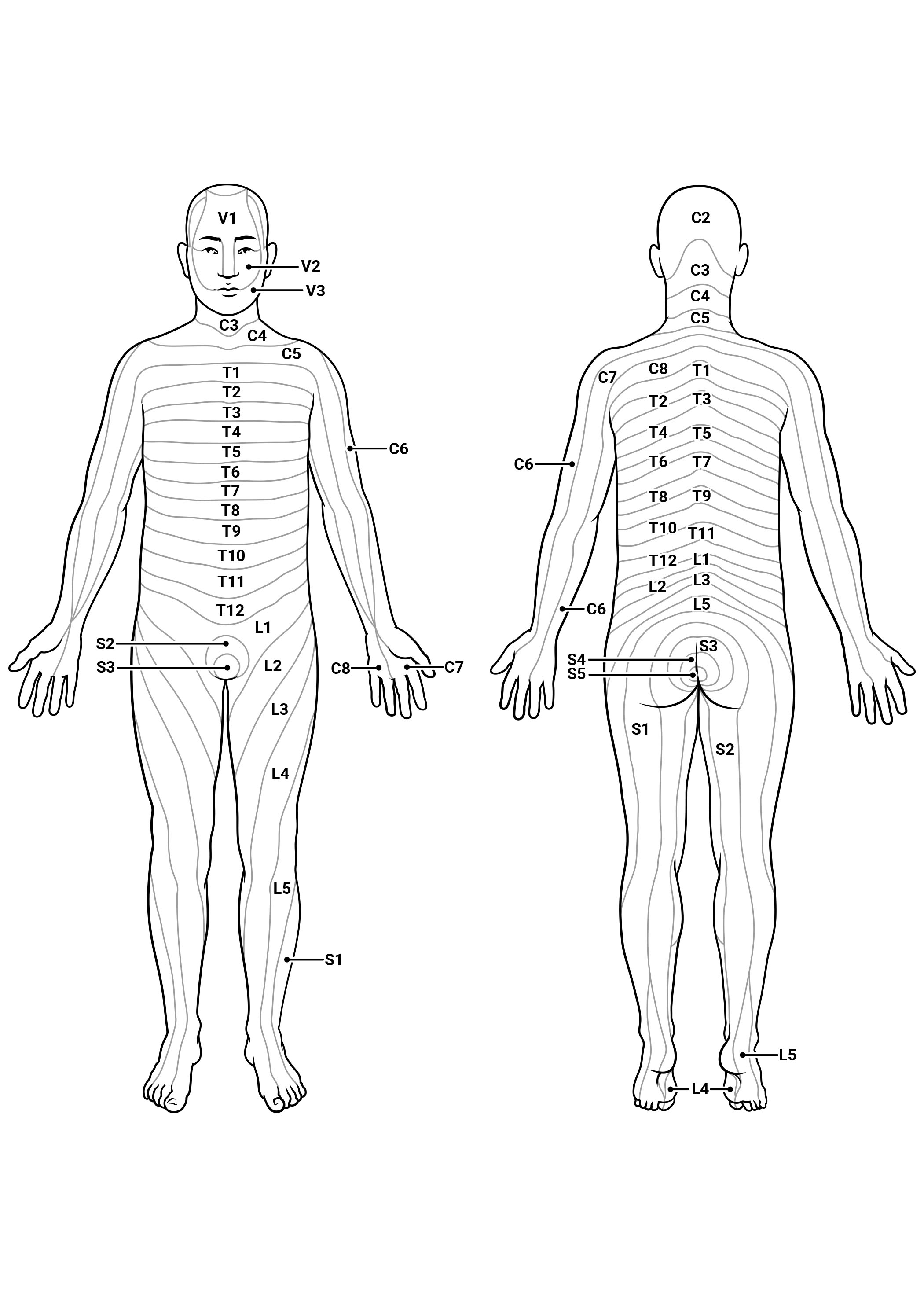 Dermatomes: Anatomy Sketch 