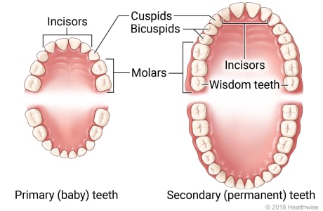Upper and lower sets of primary (baby) and secondary (permanent) teeth, showing cuspids, bicuspids, incisors, molars, and wisdom teeth