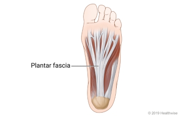 The bottom of the foot and the plantar fascia.