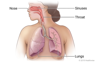 Respiratory system, including nose, sinuses, throat, and lungs.