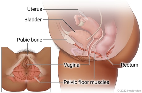 Female pelvic area, showing uterus, bladder, pubic bone, vagina, pelvic floor muscles, and rectum.