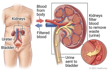 Kidneys, ureters, and bladder in body, with detail showing blood flowing from body to kidney, kidney filtering blood to remove waste (urine), urine sent to bladder, and filtered blood flowing back to body.