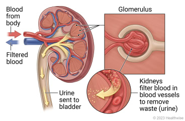 Blood from body enters kidney and into glomeruli, where blood in blood vessels is filtered to remove waste (urine), and urine is sent to bladder and filtered blood back into body.