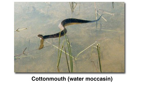 Photograph of a cottonmouth (water moccasin)