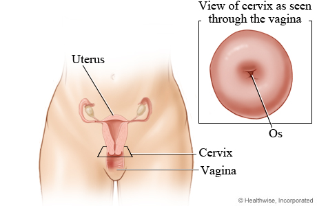 Cervix.