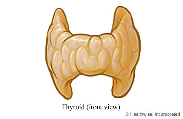 Front view of the thyroid