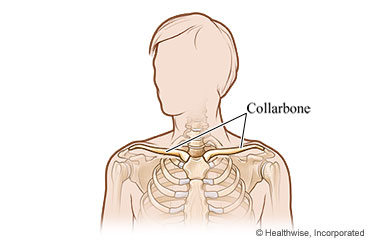 The collarbone