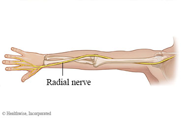 Radial nerve