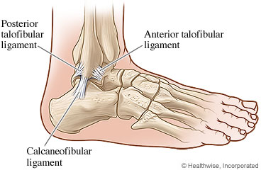 Picture of ankle ligaments