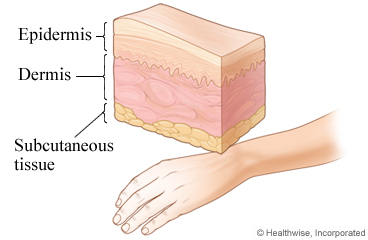 The three layers of skin