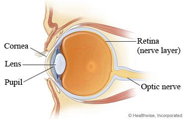 The parts of the eye