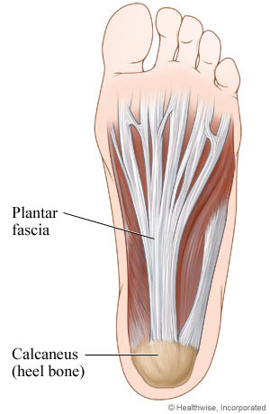 Plantar fascia (ligament in foot): Bottom view
