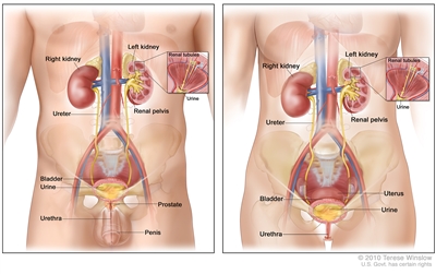 Anatomy of the male urinary system (left panel) and female urinary system (right panel); two-panel drawing showing the right and left kidneys, the ureters, the bladder filled with urine, and the urethra. The inside of the left kidney shows the renal pelvis. An inset shows the renal tubules and urine. Also shown are the prostate and penis (left panel) and the uterus (right panel).