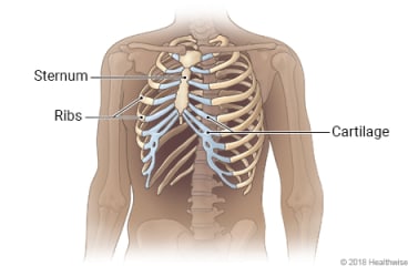 Chest showing ribs, sternum, and cartilage