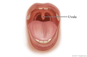 Location of the uvula at the back of the throat