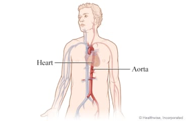 Position of heart and aortic artery in the body