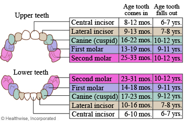 Chart of primary (baby) teeth and the sequence of eruption