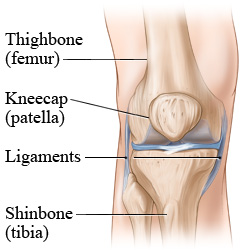 Anatomy of the knee, showing thighbone, kneecap, ligaments, and shinbone