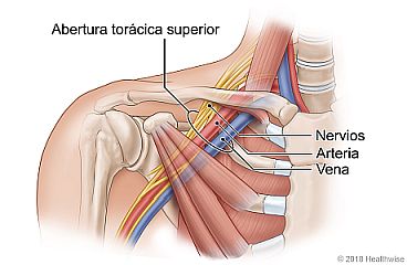 Vena, arteria y nervios ubicados en la abertura torácica superior