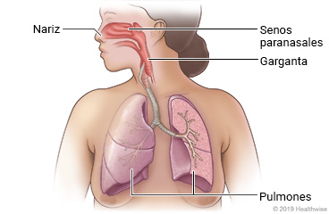 Aparato respiratorio, incluyendo nariz, senos paranasales, garganta y pulmones