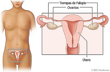 Ubicación de las trompas de Falopio, los ovarios y el útero, con un primer plano de estos órganos.