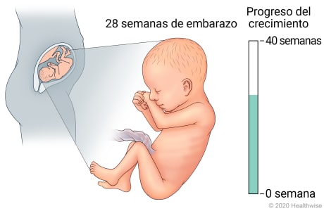 Feto en útero, con detalle de desarrollo a 28 semanas de embarazo