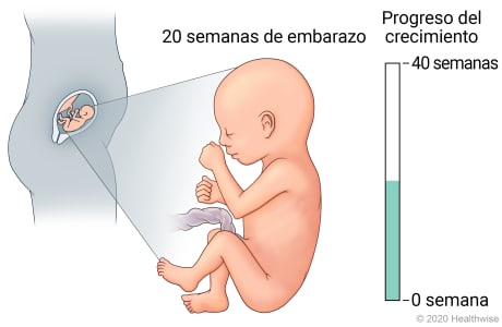Feto en útero, con detalle de desarrollo a 20 semanas de embarazo