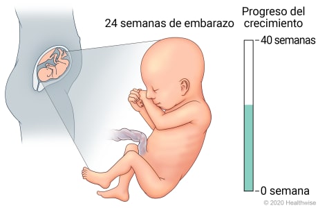 Feto en útero, con detalle de desarrollo a 24 semanas de embarazo