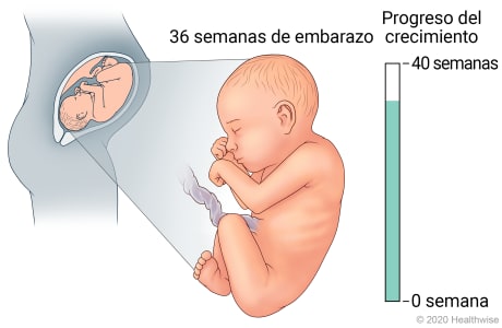 Feto en útero, con detalle de desarrollo a 36 semanas de embarazo