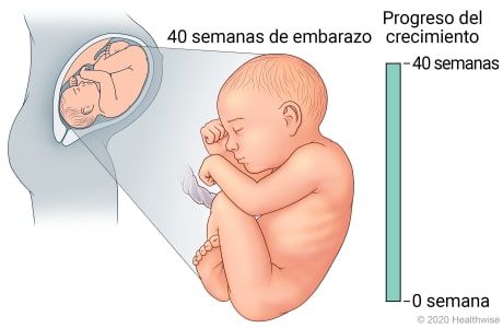 Feto en útero, con detalle de desarrollo a 40 semanas de embarazo