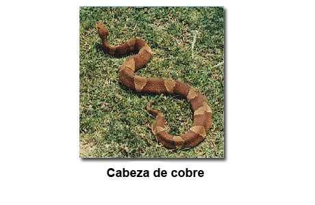 Fotografía de una serpiente cabeza de cobre