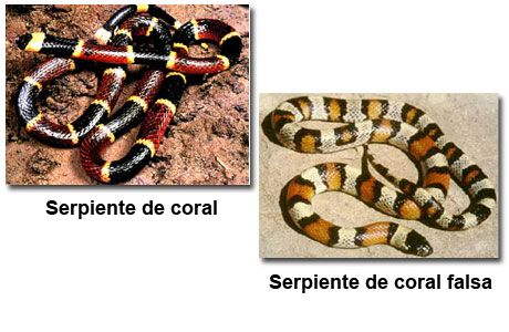 Fotografías de una serpiente de coral y de una serpiente de coral falsa