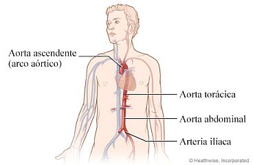 Anatomía de la aorta