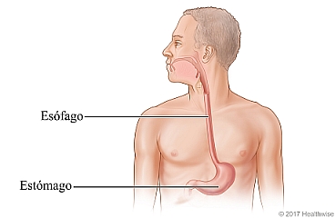 Ubicación del esófago y el estómago