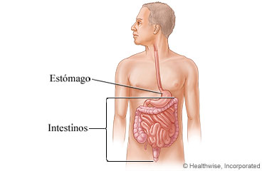 Imagen de los intestinos