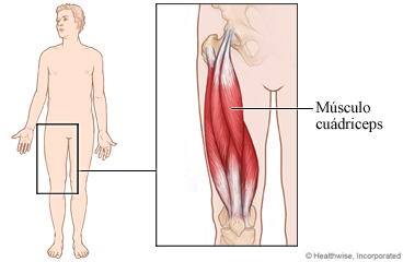 El músculo cuádriceps