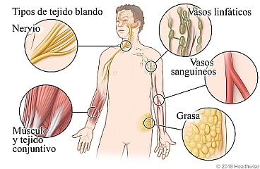 Tipos de tejido blando, incluyendo nervios, músculo y tejido conjuntivo, vasos linfáticos, vasos sanguíneos y grasa