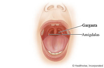 La garganta y las amígdalas