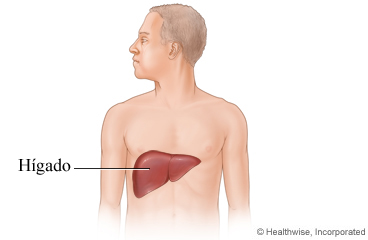 Ubicación del hígado en el cuerpo