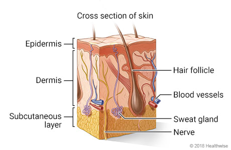 Cross section of skin